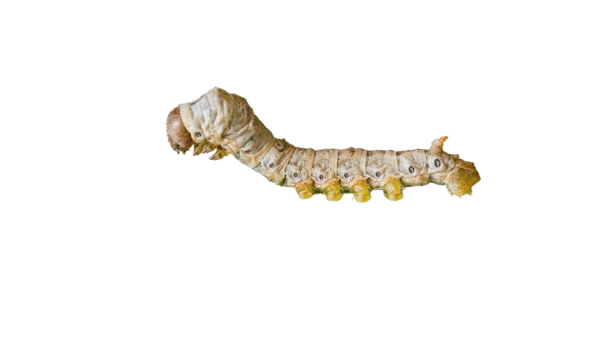 silk image